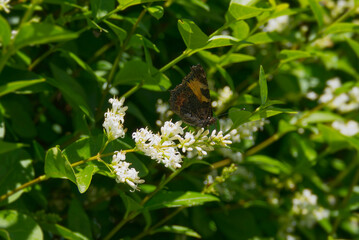 Small Tortoiseshell Butterfly (Aglais urticae) sitting on a flowering hedge in Zurich, Switzerland