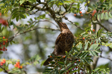 Portrait of a young blackbird (turdus merula) perching in a Rowan tree