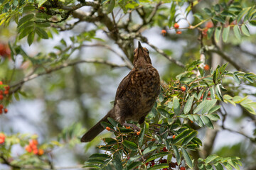 Portrait of a young blackbird (turdus merula) perching in a Rowan tree