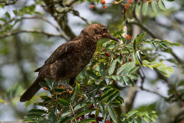 Portrait of a young blackbird (turdus merula) perching in a Rowan tree