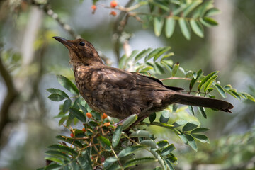 Portrait of a young blackbird (turdus merula) perching in a Rowan tree