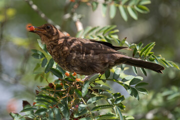 Portrait of a young blackbird (turdus merula eating Rowan berries