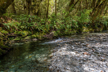 Hike Along River on the way to Milford Sound