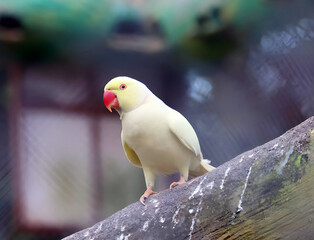 White parrot on the perch in the zoo, Bangladesh.