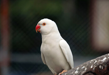 White parrot on the perch in the zoo, Bangladesh.