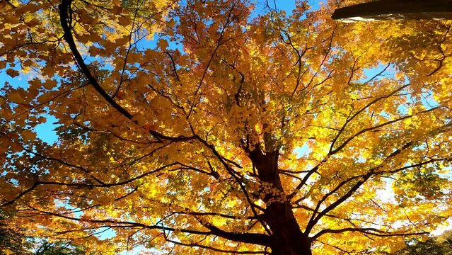 Trees 007 Timelapse Autumn Fall Looking Up Albany New York