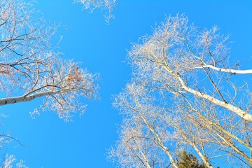 Frosty trees in blue sky 