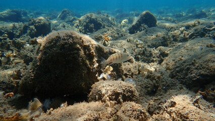 Sand steenbras or striped seabream (Lithognathus mormyrus) undersea, Aegean Sea, Greece, Halkidiki