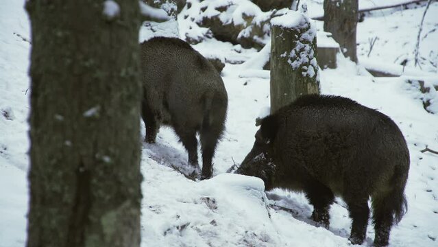 Two wild boars, Sus scrofa, in winter, looking for food in the snow. Close-up. A wild boar digs snow with its snout.