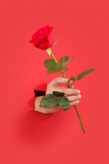 Elegant Hand Presenting a Single Red Rose