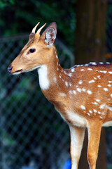Young sika deer in a zoo, closeup of photo.