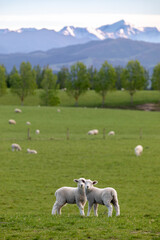 Sheep on farm in New Zealand