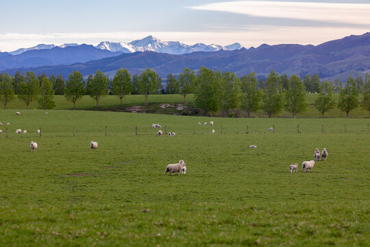 Farm with sheep, Cheviot, Canterbury, New Zealand