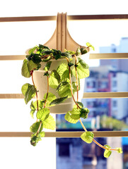 Houseplant in a pot on the windowsill. Home decoration.