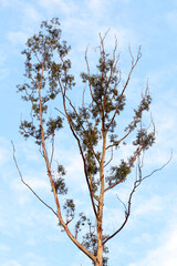 Eucalyptus tree in the blue sky, nature series