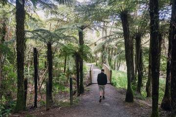 Man walking in the forest. Hunua Falls Regional Park, Auckland, New Zealand