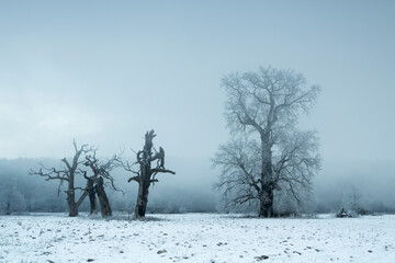 Trees in the fog on a winter morning. Landscape on a frosty morning.