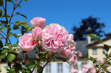 Blossoming rose bush - Villa in background - 687318040