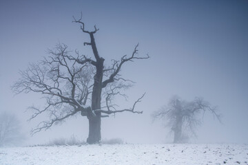 Fototapeta na wymiar Trees in the fog on a winter morning. Landscape on a frosty morning.