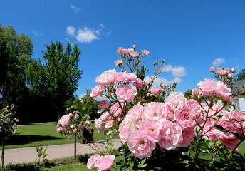 Blossoming rose bush in public square - 687318073