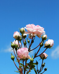 Blossoming rosebuds - 687318085