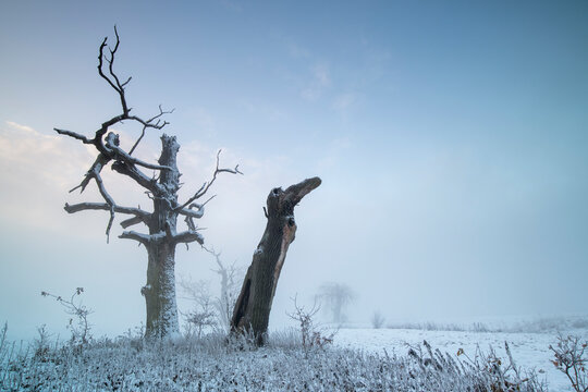 Trees in the fog on a winter morning. Landscape on a frosty morning.
