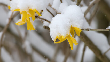 Snow covered flowering forsythia in the garden