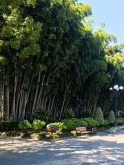 travel to Georgia - green bamboo grove on seaside boulevard in Batumi city in September