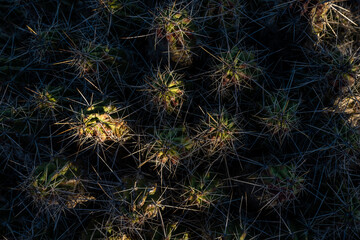 Light And Shadows Play On The Needles of A Cactus Bunch