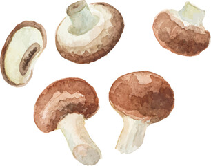 Watercolor painted champignon. Hand drawn fresh food design element isolated on white background.