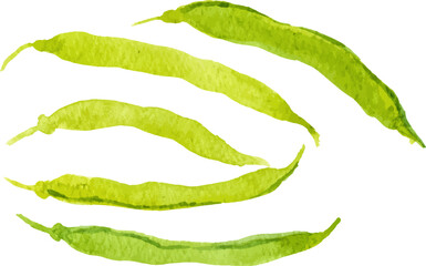 Watercolor painted peas. Hand drawn fresh food design element isolated on white background.
