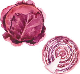 Watercolor painted cabbage. Hand drawn fresh food design element isolated on white background.