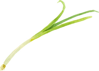 Watercolor painted scallion. Hand drawn fresh food design element isolated on white background.