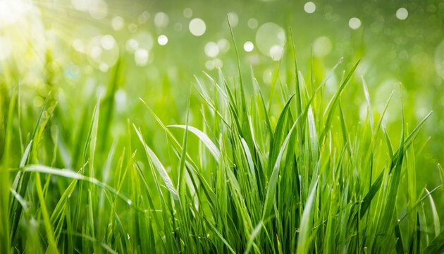 art abstract spring background or summer background with fresh grass © Irene