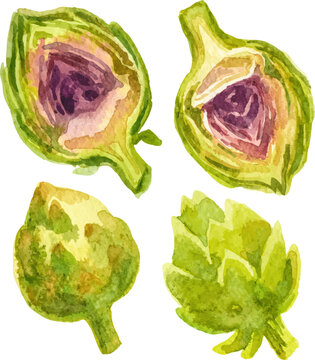 Watercolor painted artichoke. Hand drawn fresh food design element isolated on white background.
