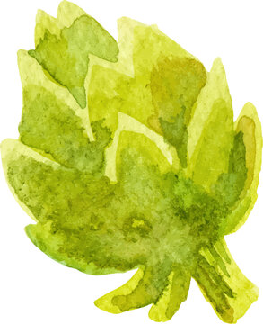 Watercolor painted artichoke. Hand drawn fresh food design element isolated on white background.