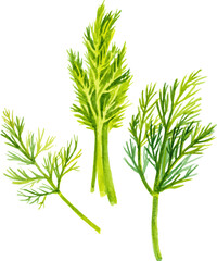 Watercolor painted dill. Hand drawn fresh food design element isolated on white background.