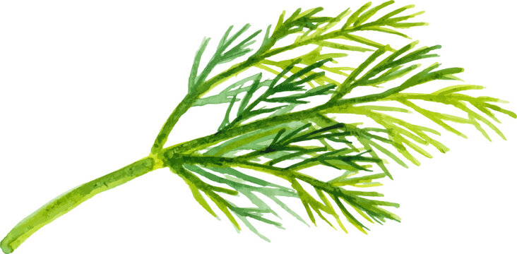 Watercolor painted dill. Hand drawn fresh food design element isolated on white background.