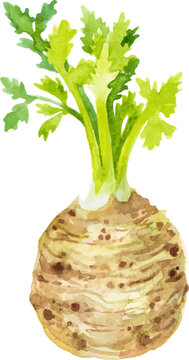 Watercolor painted celery root. Hand drawn fresh food design element isolated on white background.