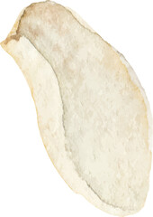 Watercolor painted garlic. Hand drawn fresh food design element isolated on white background.