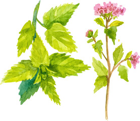 Watercolor painted oregano and mint. Hand drawn fresh food design element isolated on white background.