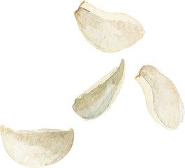 Watercolor painted garlic. Hand drawn fresh food design element isolated on white background.
