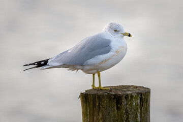 Ring-billed Gull seagull standing on wooden post