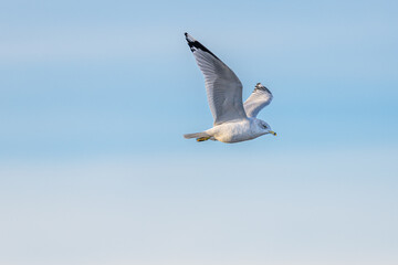 Ring-billed Gull seagull flying with blue sky background