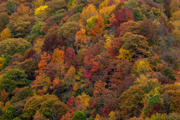 Close Up Blanket Of Fall Colors Along Blue Ridge Parkway in North Carolina