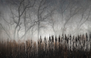 Haunted Marsh