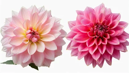 Selbstklebende Fototapeten pink flower dahlia on a white background with clipping path closeup for design dahlia © Irene