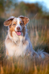 portrait 3/4 chien am&eacute;ricain en France 