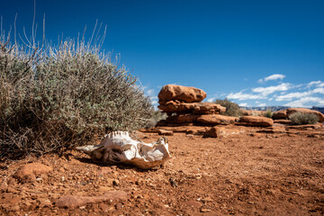Dried Deer Skull Below Yuma Point In Grand Canyon