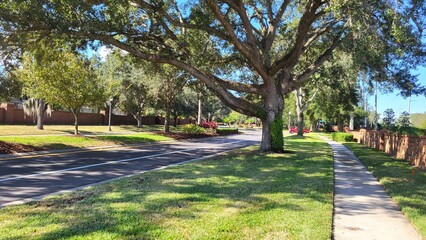 The Big Oak Along the Road